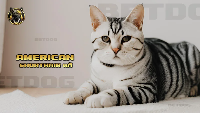 Americanshorthair แท้