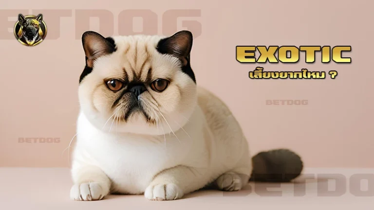 Exotic เลี้ยงยากไหม