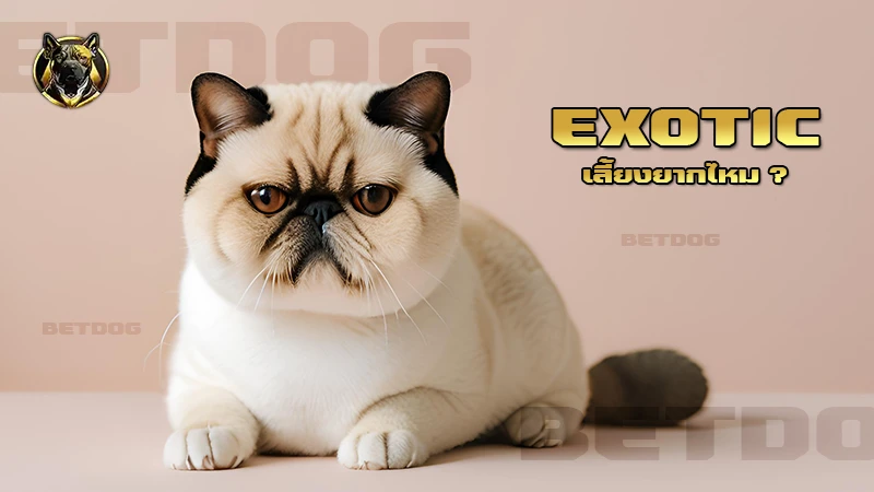 Exotic เลี้ยงยากไหม
