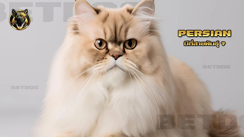 Persian มีกี่สายพันธุ์