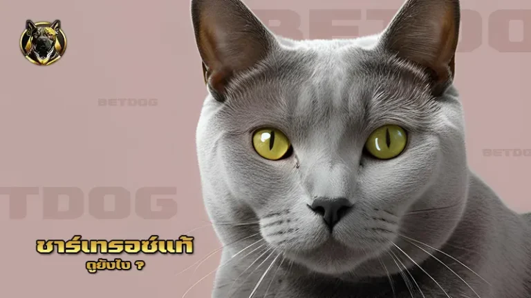 ชาร์เทรอซ์แท้ ดูยังไง