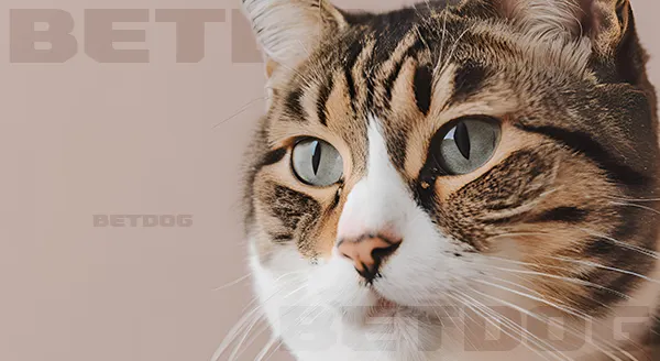 ประวัติ แมวพิกซีบ็อบ