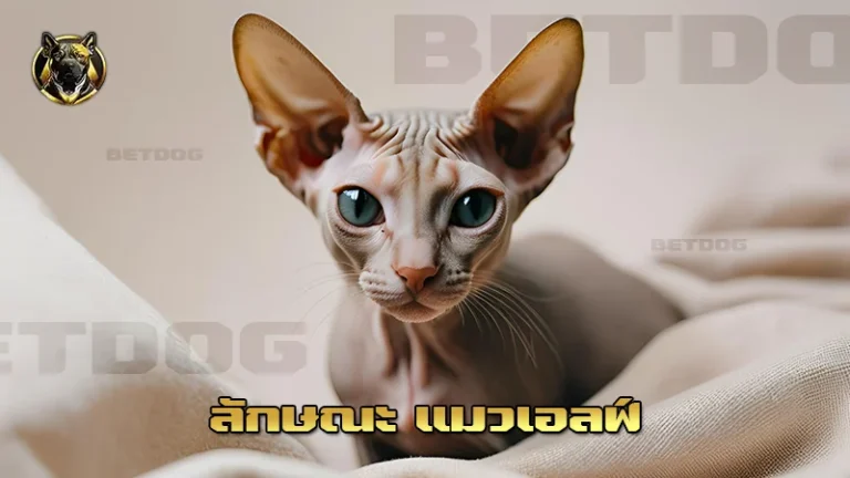 ลักษณะ แมวเอลฟ์