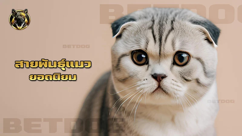 สายพันธุ์แมว ยอดนิยม