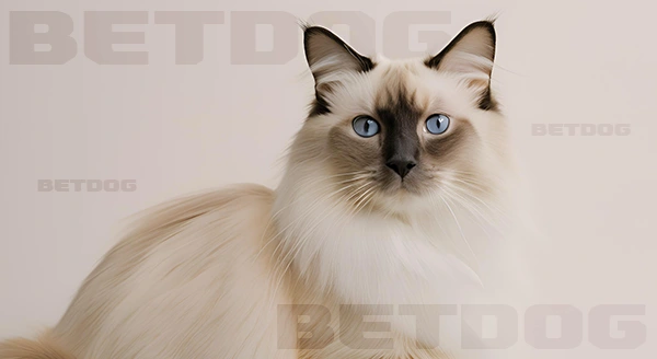 เบอร์แมน ชอบกินอะไร