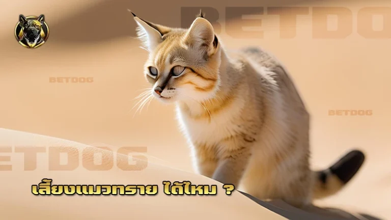 เลี้ยงแมวทราย ได้ไหม