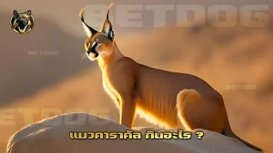 แมวคาราคัล กินอะไร