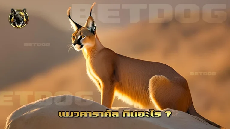 แมวคาราคัล กินอะไร