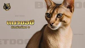 แมวชอซี ก้าวร้าวไหม