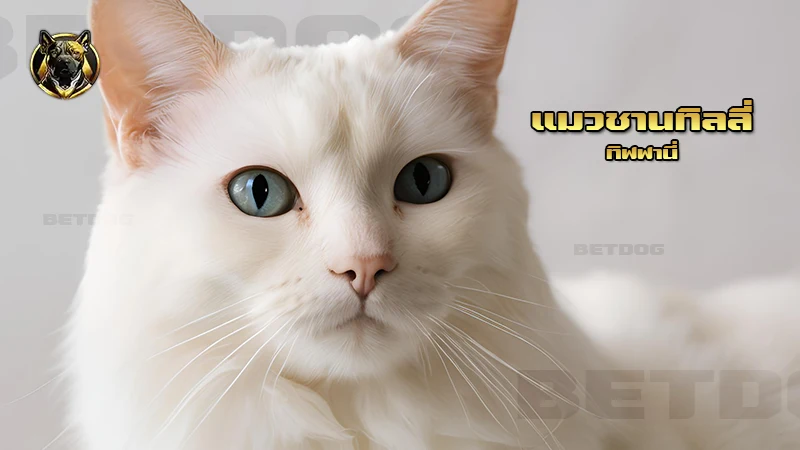 แมวชานทิลลี่ ทิฟฟานี่