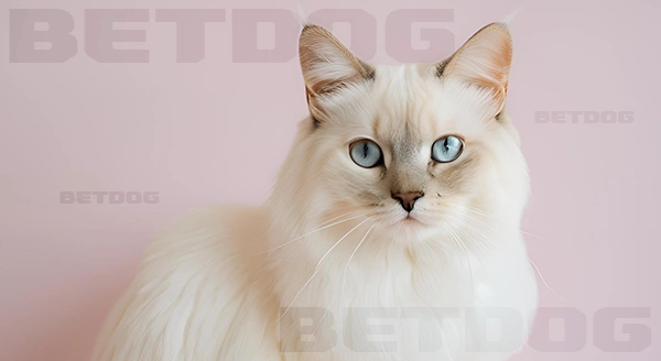 แมวชานทิลลี่ ทิฟฟานี่