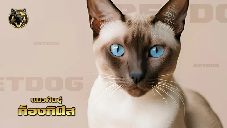 แมวพันธุ์ ท็องกินีส