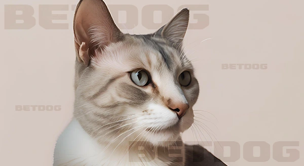 แมวออสเตรเลียน มิสต์