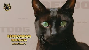 Havana Brown หายากไหม