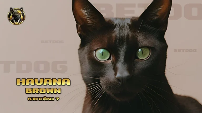 Havana Brown หายากไหม