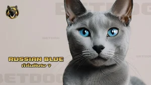 Russian Blue ทำไมพิเศษ