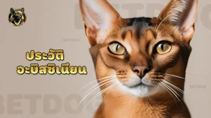 ประวัติ อะบิสซิเนียน