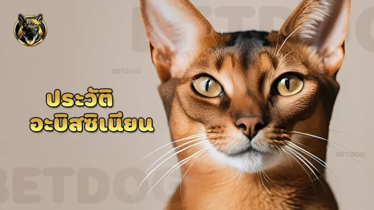 ประวัติ อะบิสซิเนียน