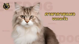 ภาษากายแมว บอกอะไร