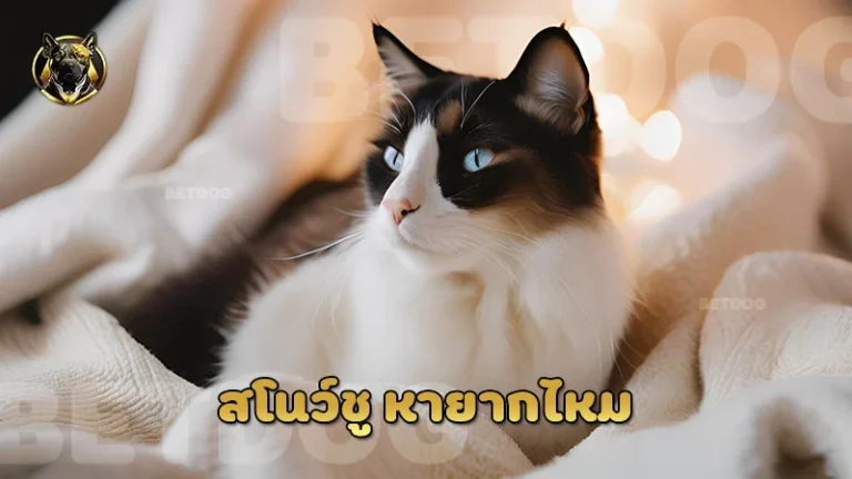 สโนว์ชู หายากไหม