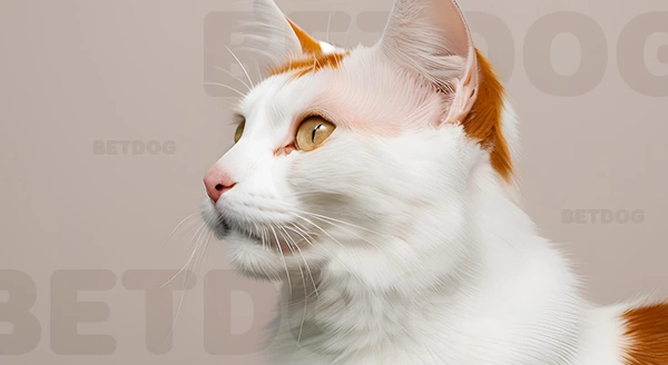 เทอร์คิชแวน ชอบน้ำ