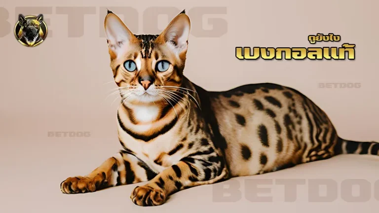 เบงกอลแท้ ดูยังไง