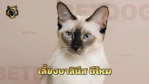 เลี้ยงบาลินีส ดีไหม