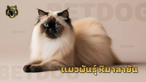 แมวพันธุ์ หิมาลายัน