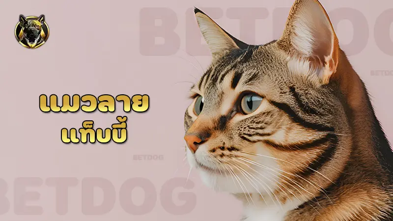 แมวลาย แท็บบี้