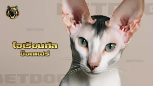 โอเรียนทัล ช็อตแฮร์