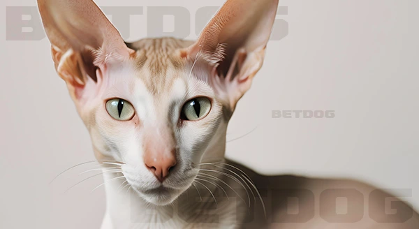 โอเรียนทัล ช็อตแฮร์