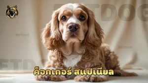ค็อกเกอร์ สแปเนียล