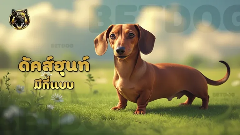 ดัคส์ฮุนท์ มีกี่แบบ