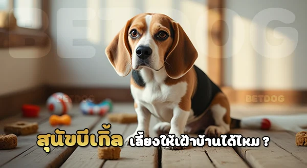 บีเกิ้ล เฝ้าบ้านได้ไหม