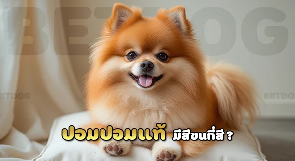 ปอมเมอเรเนียน แพงไหม