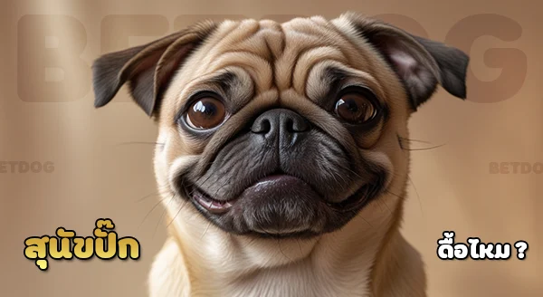 ปั๊ก ดูแลง่ายไหม