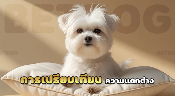 มอลทีส ดูแลยากไหม