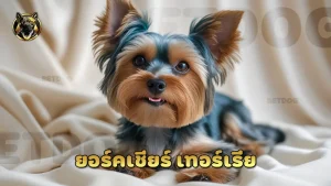 ยอร์คเชียร์ เทอร์เรีย