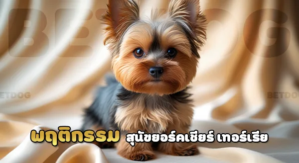 ยอร์คเชียร์ เทอร์เรีย