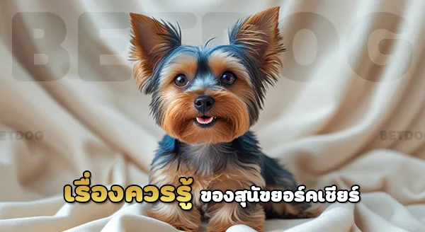 ยอร์คเชียร์ เทอร์เรีย