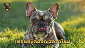 เฟรนช์บูลด็อก ฉลาดไหม