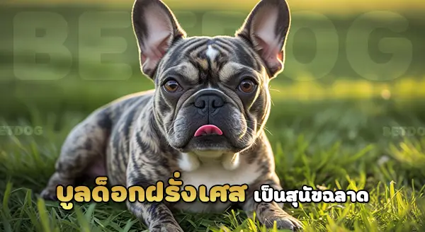 เฟรนช์บูลด็อก ฉลาดไหม