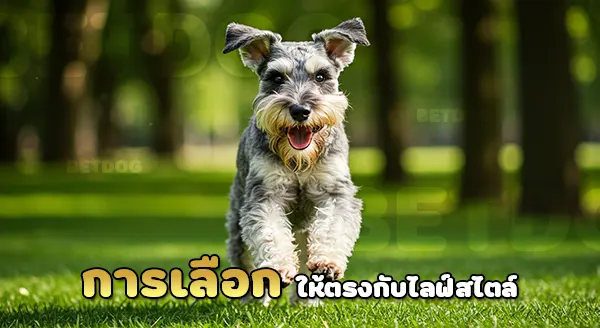 ชเนาเซอร์ มีกี่พันธุ์