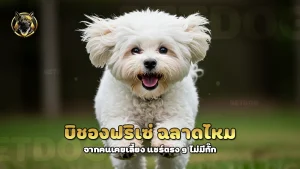 บิชองฟริเซ่ ฉลาดไหม
