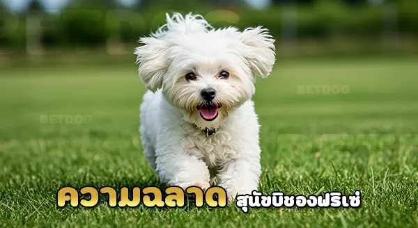 บิชองฟริเซ่ ฉลาดไหม