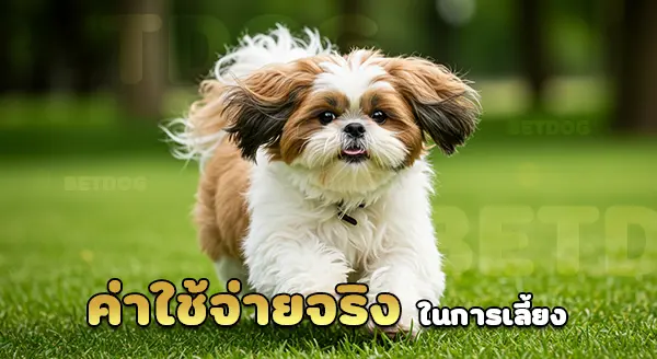 สุนัขเล็ก ราคาไม่แพง