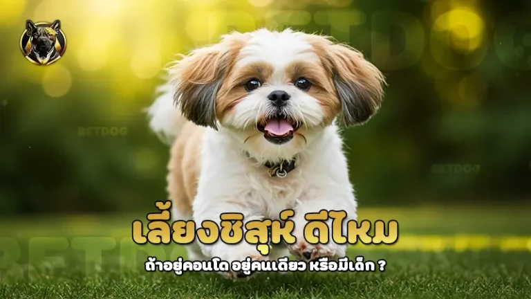 เลี้ยงชิสุห์ ดีไหม