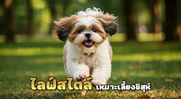 เลี้ยงชิสุห์ ดีไหม