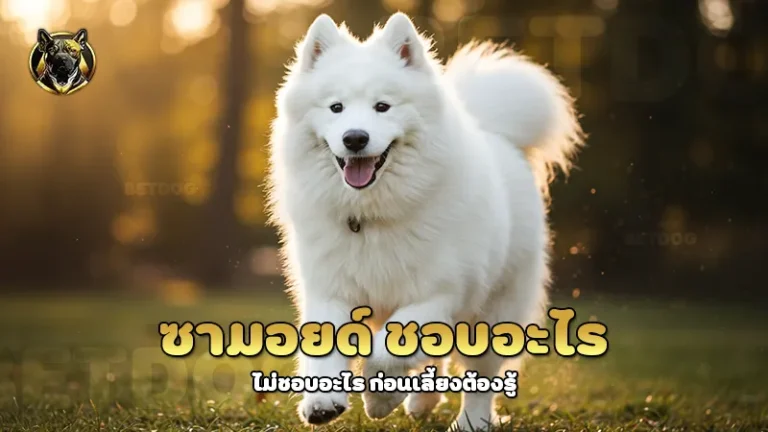 ซามอยด์ ชอบอะไร