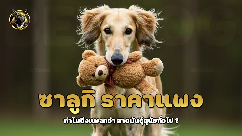 ซาลูกิ ราคาแพง